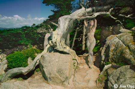 Pt. Lobos Playground Expanded Image