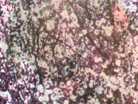Almond Blossoms High Resolution Selection Image