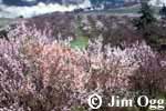 Almond Blossoms