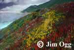 Big Sur Garden Image