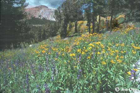 Mount Dana Gardens Expanded Image