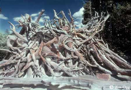 McCloud Tree Roots Expanded Image