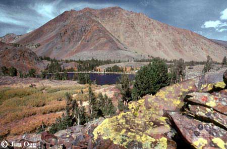 Red Lake Lichens Expanded Image